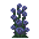 Blue Rose Bush