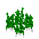 Garlic Crop