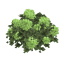Green Hydrangea