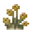 Brittlebush